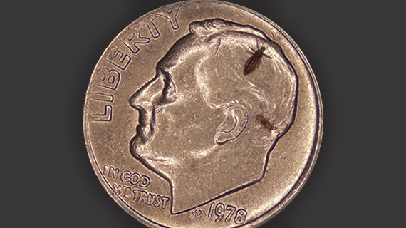 Louse on coin Louse on coin